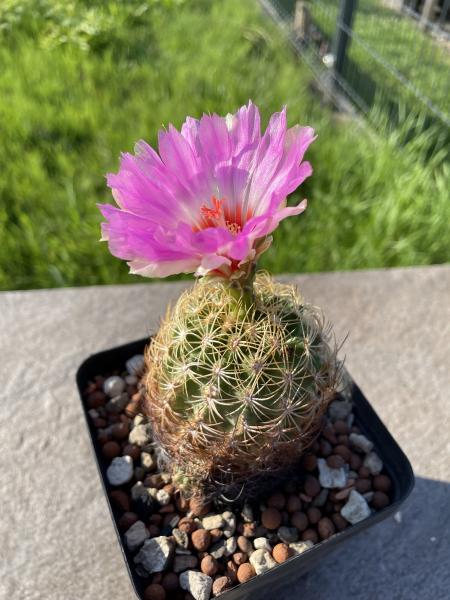 Thelocactus schwarzii